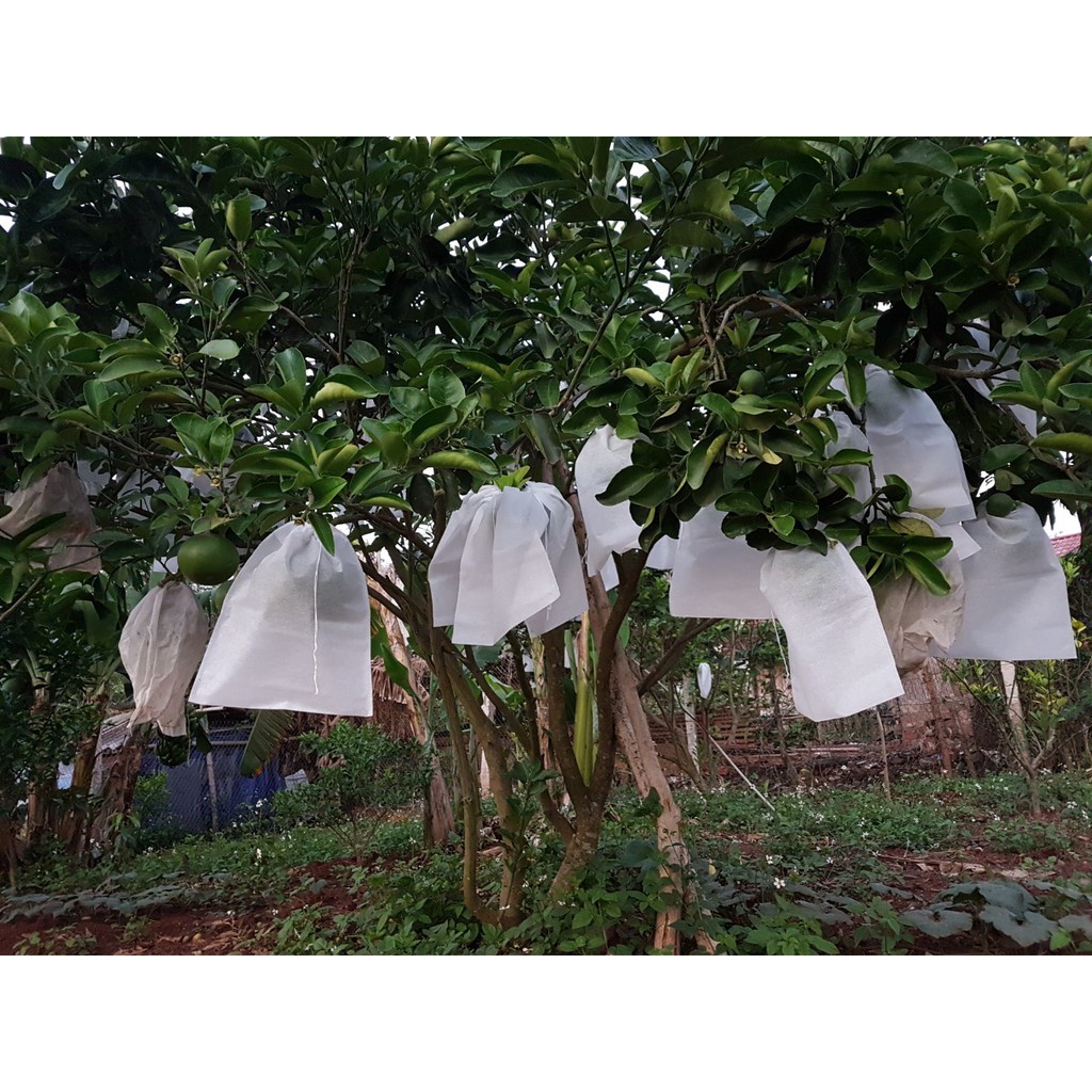 TÚI BỌC TRÁI CÂY XOÀI LOAN, THANH LONG 100 TÚI CÓ DÂY RÚT 25X30CM