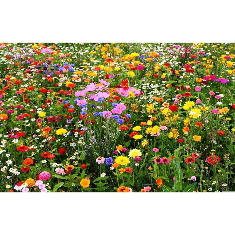 100H - Hạt giống hoa dại sân vườn kết hợp - mix >25 loại