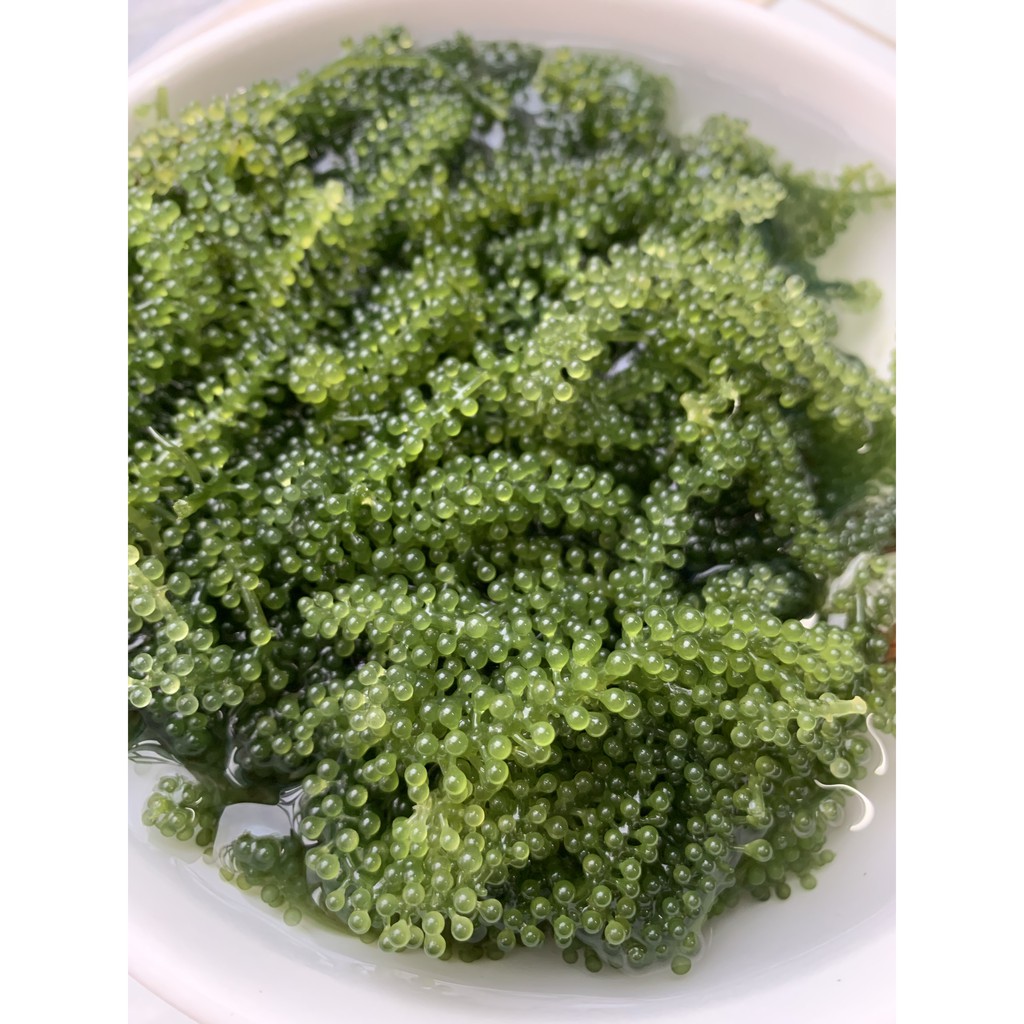 (100g) Rong nho tách nước Nha Trang giòn ngon | BigBuy360 - bigbuy360.vn