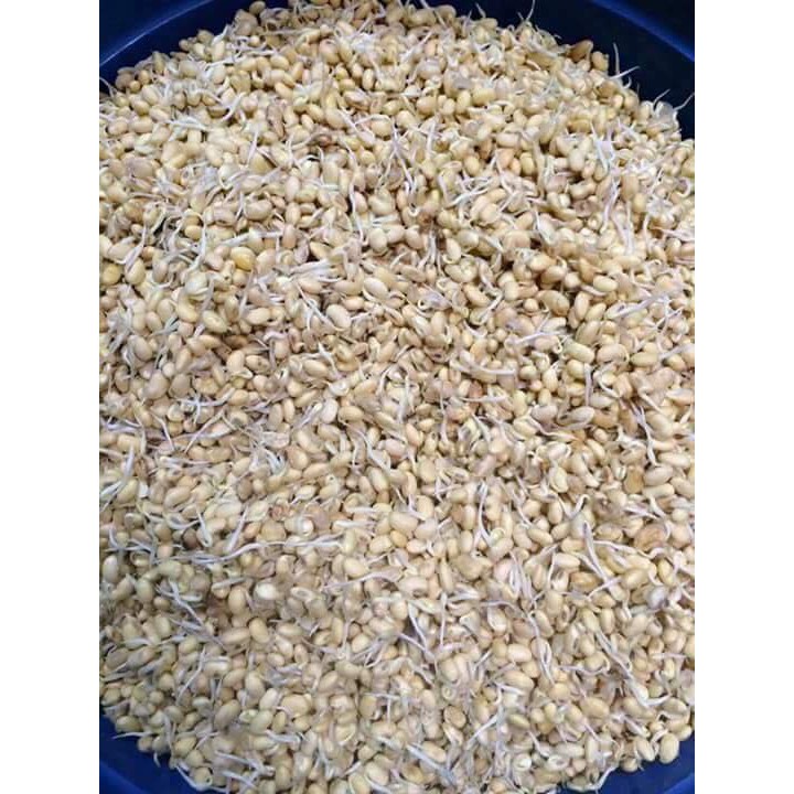 1Kg Mầm đậu nành | BigBuy360 - bigbuy360.vn
