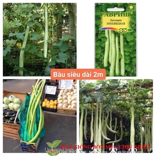 Hạt giống bầu dài 2m bầu siêu dài 5 hạt