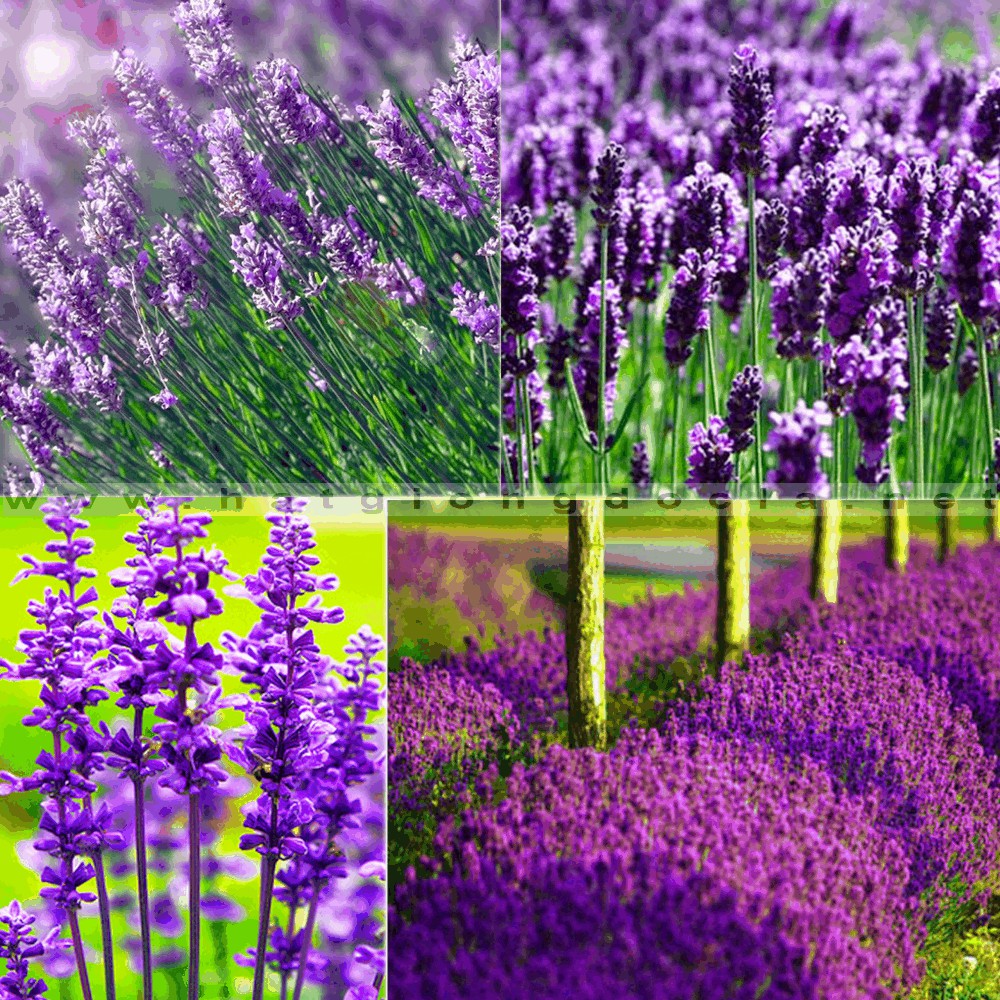 [GIÁ GỐC] Hạt Giống Hoa Oải Hương ( Lavender) - 50 hạt