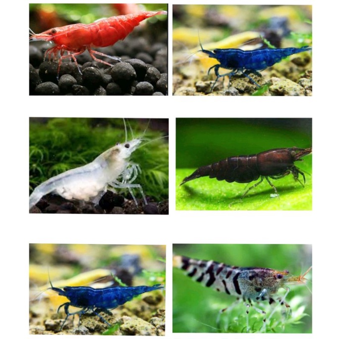 Compo 5bé Tép loạn màu Siêu Đẹp tặng rong