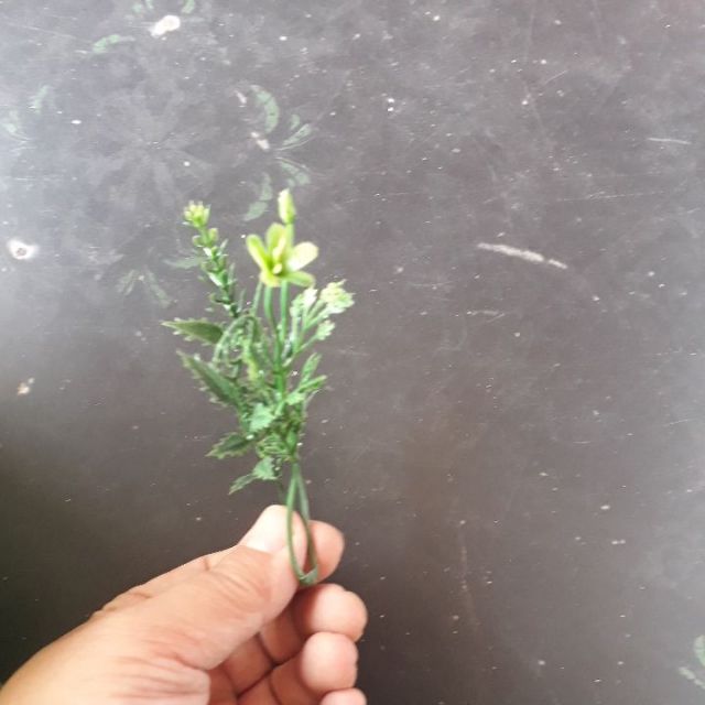 100 gram cỏ điểm