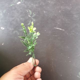 100 gram cỏ điểm