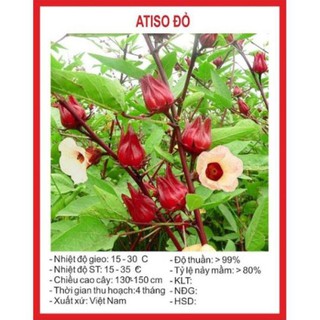 Gói 20 Hạt Giống Cây Atiso Đỏ (bụp giấm) Đà Lạt