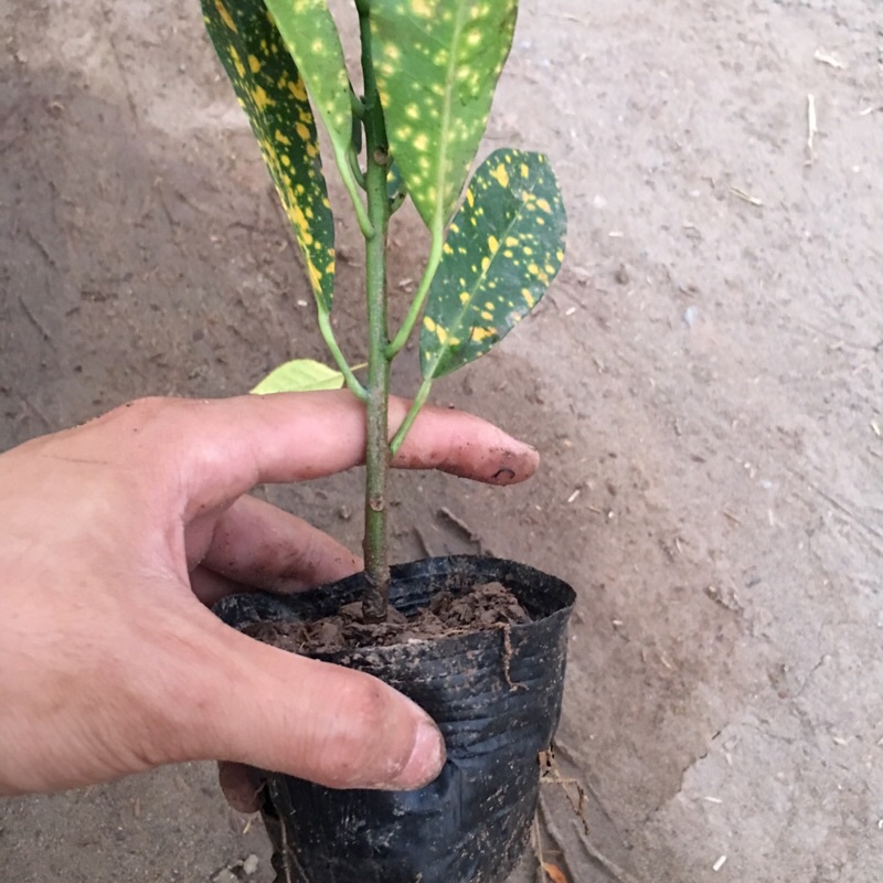 Cây cô tòng - Cây vàng chanh cao 18-20cm