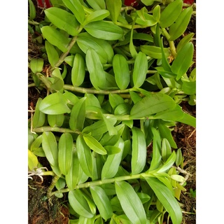 [Siêu Sale] phi điệp mắt đỏ hòa bình