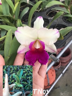 [Rẻ Vô Địch] Lan Cattleya 1 Lá