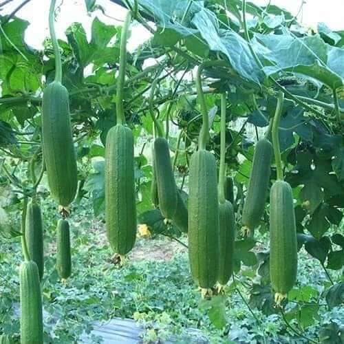 HẠT GIỐNG MƯỚP THÁI BABY DA XANH