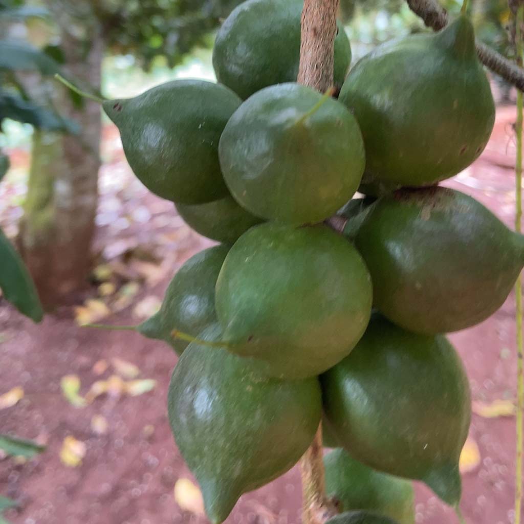 Hạt Macca nứt vỏ Organic Daklak giòn tan không hôi dầu kèm tách vỏ túi zip 1kg từ mắc ca Trang Ở Daklak