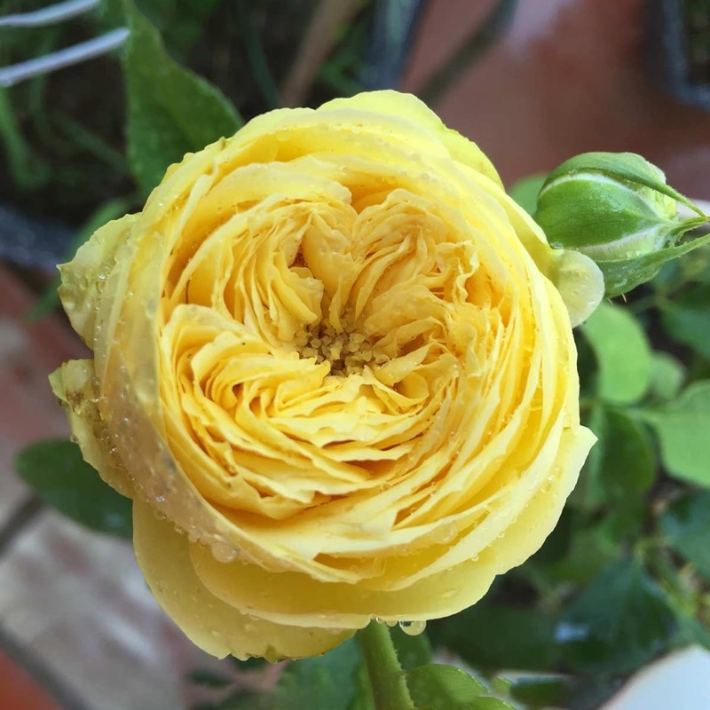 Hồng bụi catalina