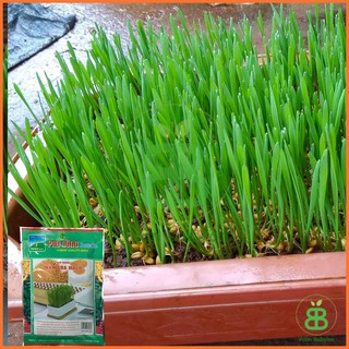 Hạt Giống Cỏ Lúa Mì , Dễ Trồng Quanh Năm, Nảy Mầm Tốt, Dinh Dưỡng Cao Phú Nông - Gói 100G