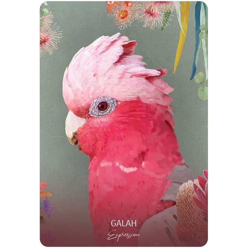 Bộ Bài Wild Wisdom Australia Oracle Cards (Mystic House Tarot Shop) - Bài Gốc Authentic Chính Hãng 100%