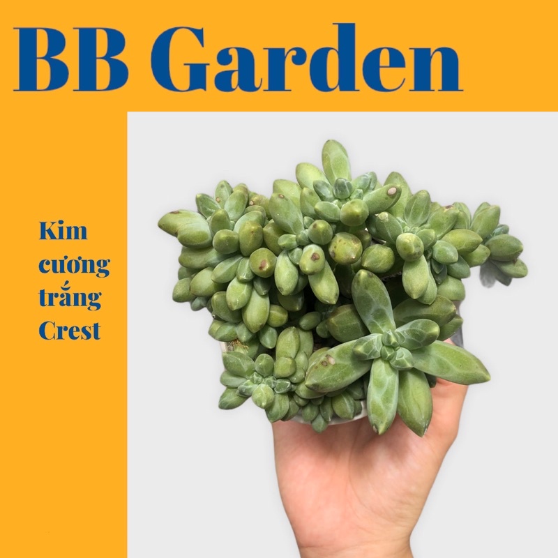 Sen đá kim cương crest