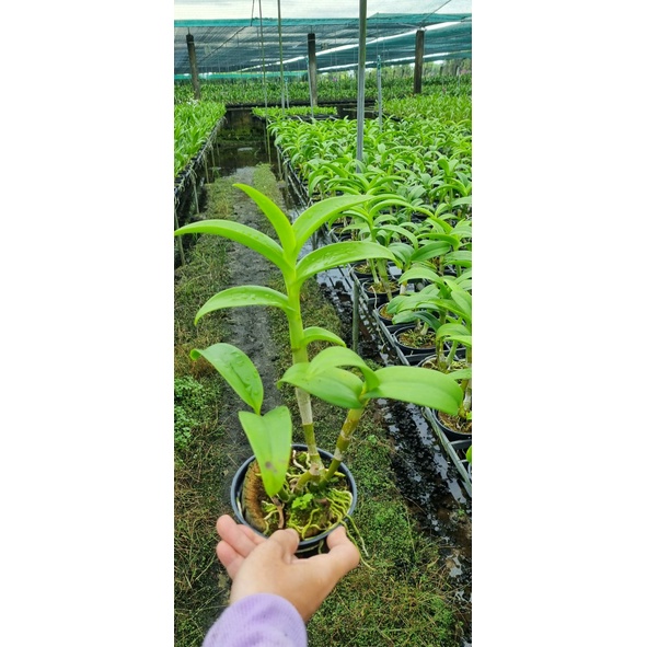HOA LAN THỎ VÀNG LAI SING