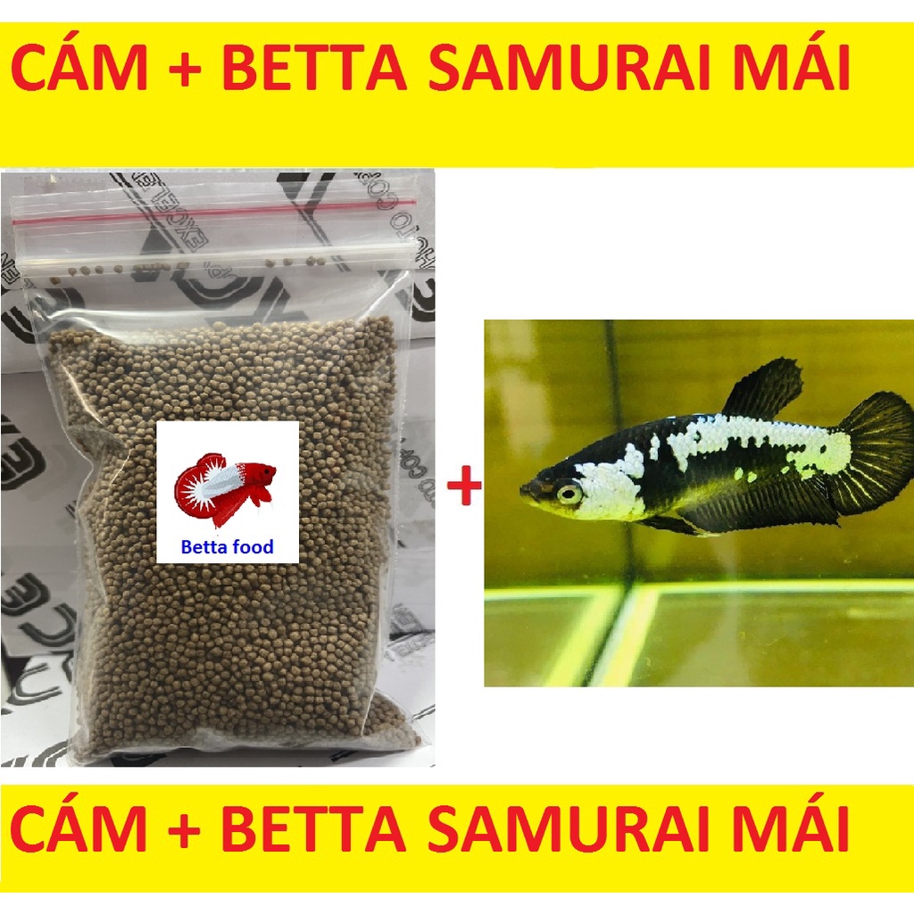 CÁM BETTA 400G TẶNG BETTA SAMURAI ( MÁI )