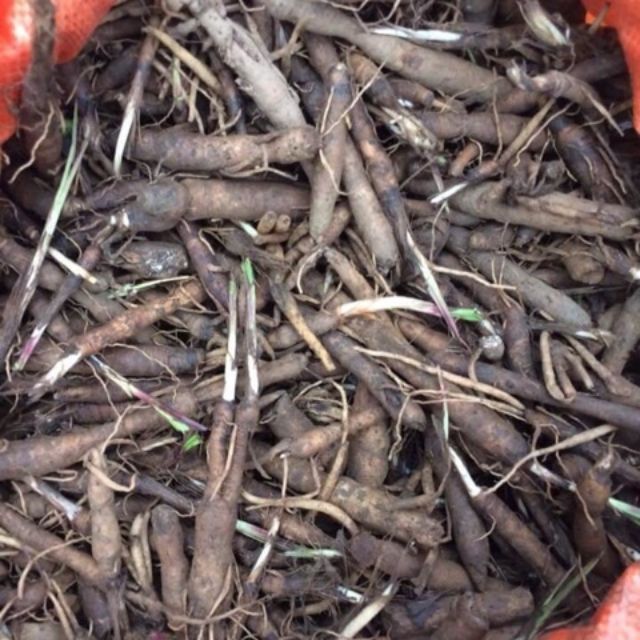 Sâm cau đen(sâm tiên mao) 1kg