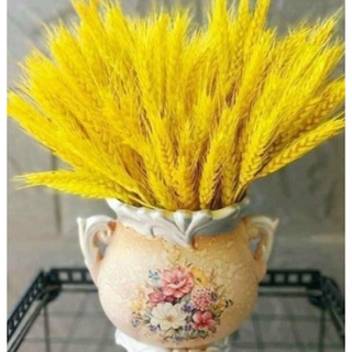 100 Bông Lúa Mạch Khô Decor Trang Trí