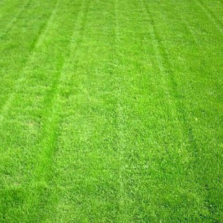 Hạt giống cỏ nhung nhật giá rẻ - ship toàn quốc