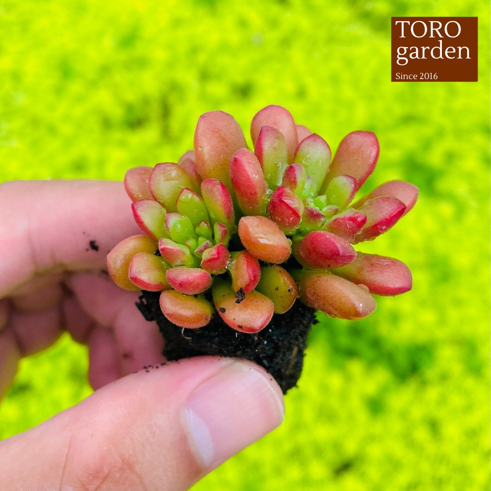Sen đá sedum cam Đà Lạt size mini cây cảnh trang trí nhà cửa Toro garden