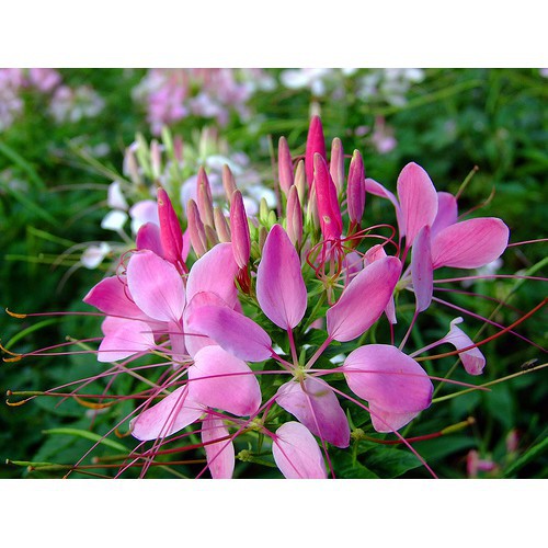 ⚡FREE SHIP⚡50H Hạt giống 𝐡𝐨𝐚 𝐇𝐨̂̀𝐧𝐠 𝐑𝐢 (𝐓𝐮́𝐲 Đ𝐢𝐞̣̂𝐩) Mix (Cleome) dễ trồng