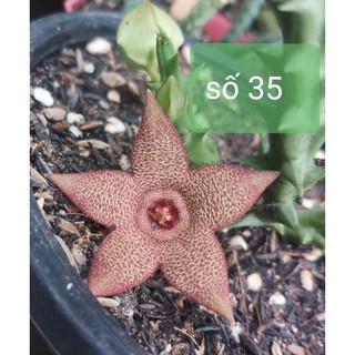 1 nhánh sao biển số 35