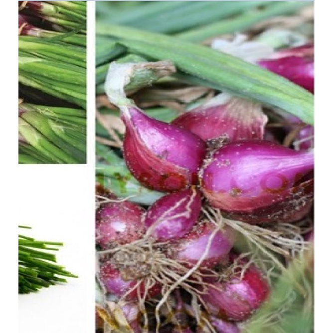 Hạt giống hành lá cao sản gốc tím KNS1137 - Gói 2gram