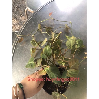 Chậu trầu bà tía/ trầu bà tím