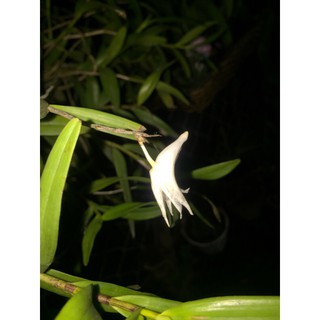 Lan bạch câu