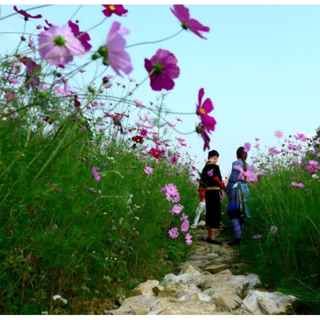 HẠT GIỐNG HOA SAO NHÁI ĐỎ HỒNG ( COSMOS SULPHUREUS ) [shop uy tín]