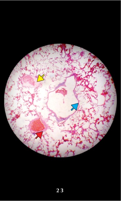 FA mô học// flashcard anatomy mô học