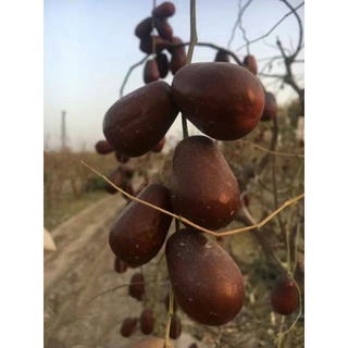 【TÁO ĐỎ】Đặc sản sa mạc Tân Cương 1kg (cỡ đại 4-6CM)