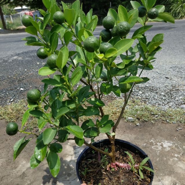 Tách ( Hạnh) chiếc cành) đang trái nhiều.