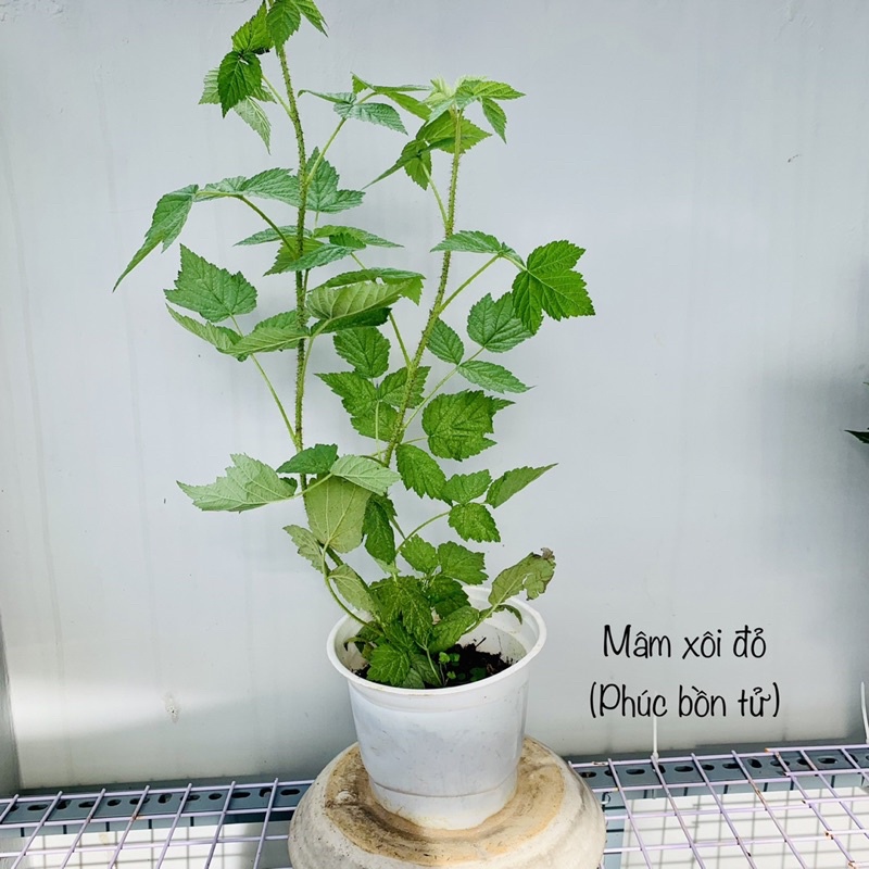 Cây Mâm Xôi JUN GARDEN trái đỏ và đen