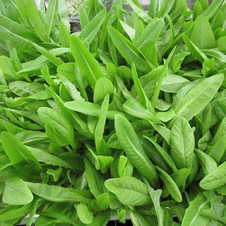 Hạt Giống Rau Diếp Thơm Đặc Biệt