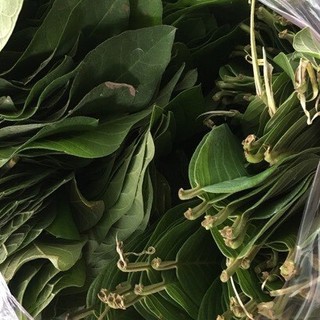 500gr Trà lá ổi khô ( lá ổi khô) thơm ngon( lá ổi nhà trồng sạch an toàn)
