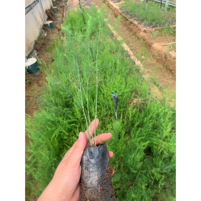 CÂY GIỐNG MĂNG TÂY XANH CAO SẢN 4 THÁNG CÓ MẦM