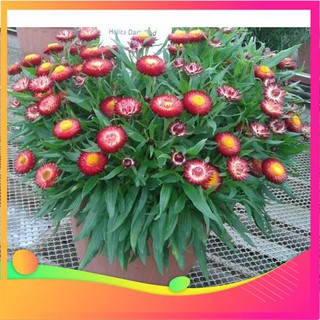 Hạt giống hoa cúc bất tử - 50 hạt vietgar