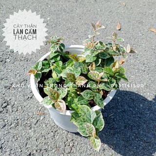 Cây thằn lằn cẩm thạch, cây thằn lằn bông (vảy ốc cẩm thạch)