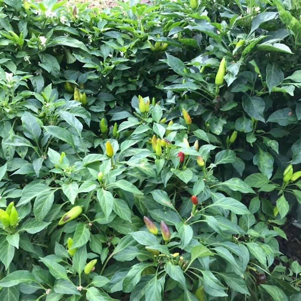 Ớt xiêm trắng