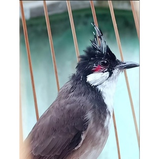 kích đỏ cho chào mào
