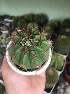 Xương Rồng Melo