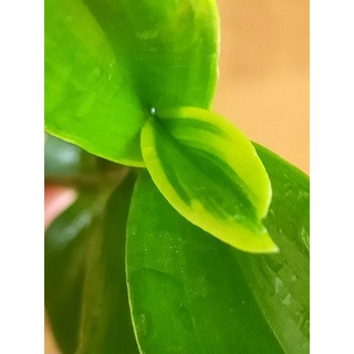 Ki trầm rồng đỏ đột biến lá biên, lá phát tài