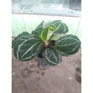 đuôi công xanh lè green