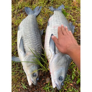 Mồi câu LK Hòa
