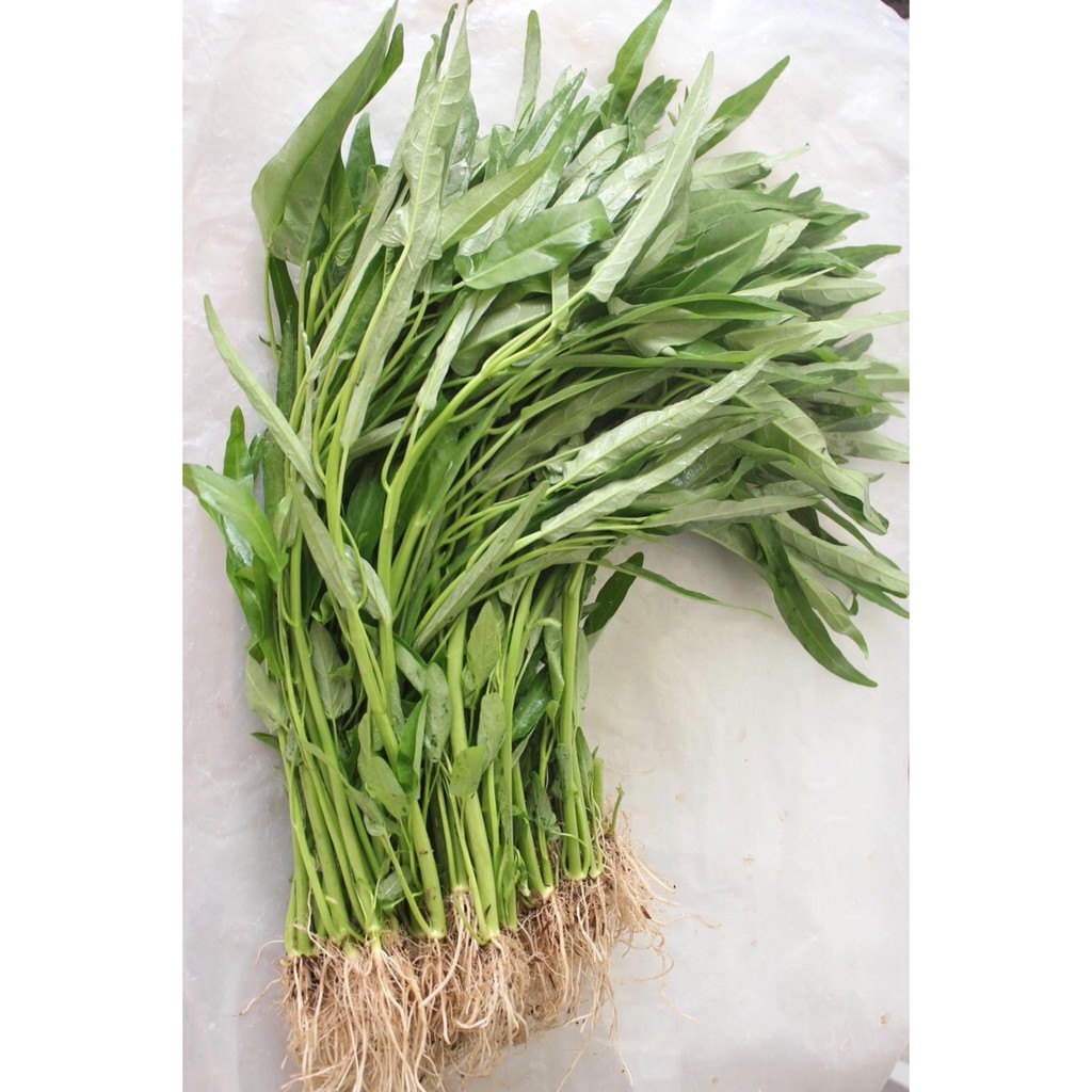 20-100g Hạt giống Rau Muống Cao Sản Lá Tre dễ trồng quanh năm
