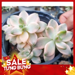 Sen đá đá var🍏 |freeship| 🔥 xứ nóng, đã thuần khí hậu, khoẻ đẹp 🍏 lỗi 1 đổi 1