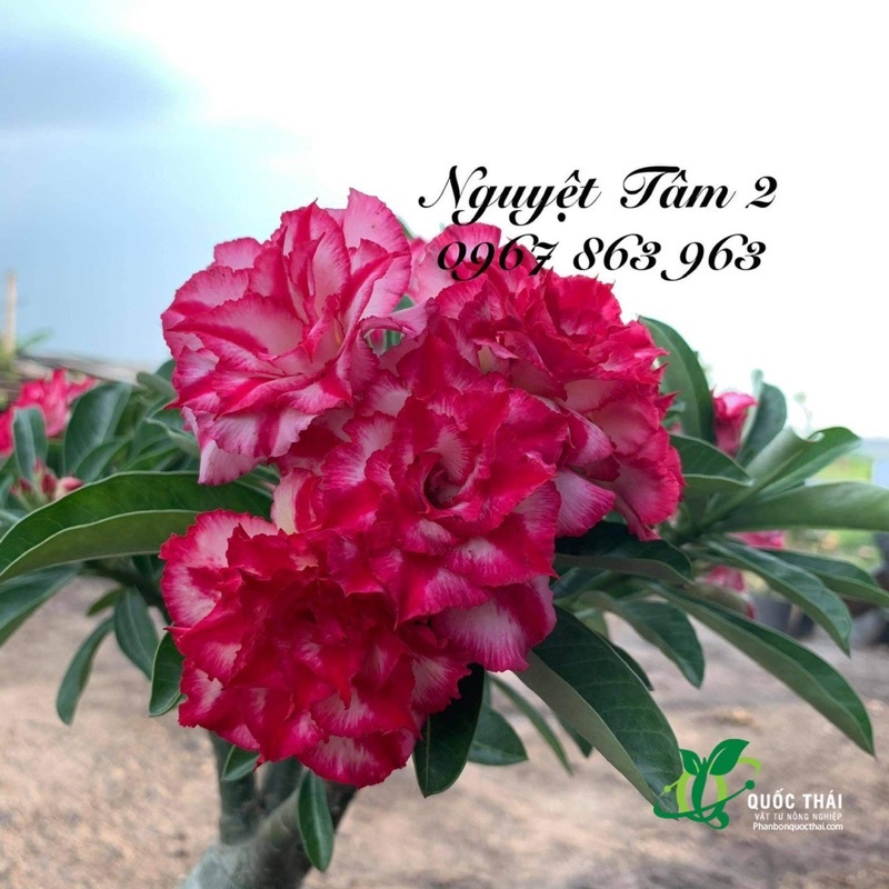 Bộ Đôi Phân Bón Lá Kích Thích Sinh Trưởng Atonik và Chất Dưỡng Hoa Lâu Tàn