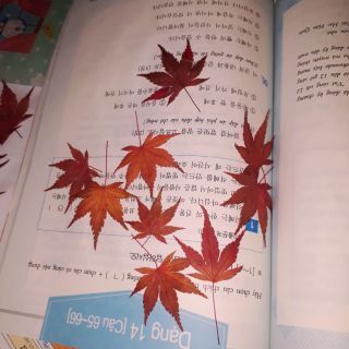 Bookmark Phong lá đỏ được ép nhựa (được đem về từ Hàn Quốc)